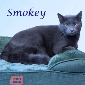 Rescue Domestic Short Hair Cats for Adoption in Lebanon, Tennessee - Smokey C25-305 | PetCurious