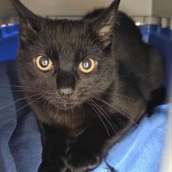 Jinx -  Domestic Short Hair Cat for Adoption in Fairport, New York - Jinx | PetCurious