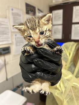 Jane -  Domestic Short Hair Cat for Adoption in Nashville, Tennessee - Jane | PetCurious