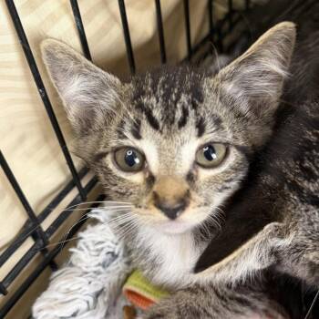 Pillow Cat -  Domestic Short Hair Cat for Adoption in Los Angeles, California - Pillow Cat | PetCurious