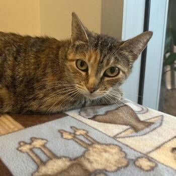 Chia Pet -  Domestic Short Hair Cat for Adoption in Walnut Creek, California - Chia Pet | PetCurious
