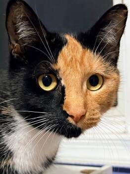 Dolly -  Domestic Short Hair Cat for Adoption in Lincoln Park, New Jersey - Dolly | PetCurious