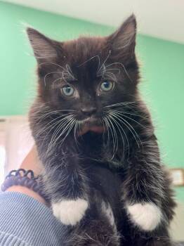 Skunk -  Domestic Medium Hair Cat for Adoption in Danielsville, Georgia - Skunk | PetCurious