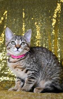 Tiger Lilly -  Domestic Short Hair Cat for Adoption in Yakima, Washington - Tiger Lilly | PetCurious