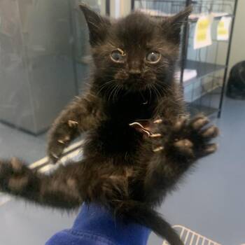 Milky Way (green) -  Domestic Short Hair Cat for Adoption in Greensboro, North Carolina - Milky Way (green) | PetCurious