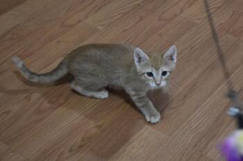 Tigger -  Domestic Short Hair Cat for Adoption in Dayton, Minnesota - Tigger | PetCurious