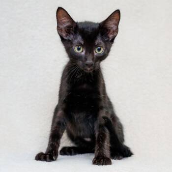 Rocket -  Domestic Short Hair Cat for Adoption in Sunnyvale, California - Rocket | PetCurious