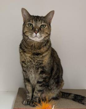 Domestic Short Hair Cats Available for Adoption - TRIXIE | PetCurious
