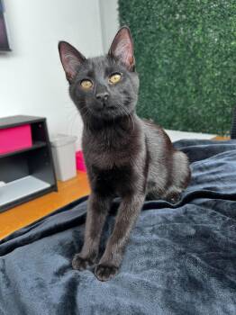American Shorthair Cats Available for Adoption - Vuori | PetCurious