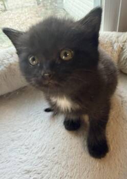 Domestic Medium Hair Cats Available for Adoption in Aylett, Virginia - Inky | PetCurious