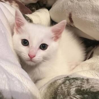 George -  Domestic Short Hair Cat for Adoption in Warr Acres, Oklahoma - George | PetCurious