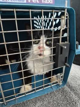 Vf-13 -  Domestic Short Hair Cat for Adoption in Lawrenceville, Georgia - Vf-13 | PetCurious