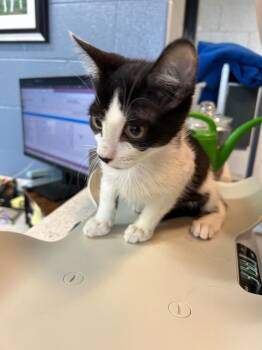 Domestic Short Hair Cats Available for Adoption in Chattanooga, Tennessee - Eazy-C | PetCurious