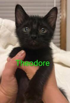 Theodore -  Domestic Short Hair Cat for Adoption in Shawnee, Kansas - Theodore | PetCurious