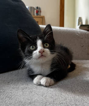 Rescue Domestic Short Hair Cats for Adoption - Strewth | PetCurious