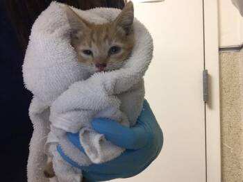 MORTY -  Domestic Short Hair Cat for Adoption in Riverside, California - MORTY | PetCurious