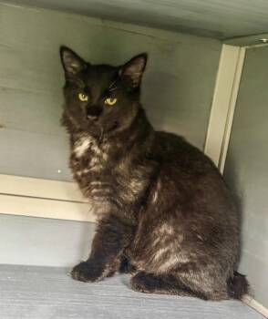 Bandit -  Domestic Short Hair Cat for Adoption in Johnson City, Tennessee - Bandit | PetCurious