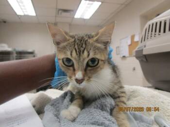 Meowli(689) -  Domestic Short Hair Cat for Adoption in Marietta, Georgia - Meowli(689) | PetCurious