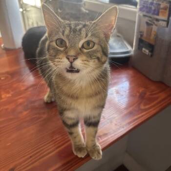 Domestic Short Hair Cats Available for Adoption - Manny | PetCurious