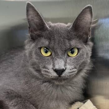 Hanzo -  Domestic Medium Hair Cat for Adoption in Reno, Nevada - Hanzo | PetCurious