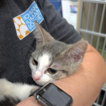 Baker (Blue) -  Domestic Short Hair Cat for Adoption in Michigan City, Indiana - Baker (Blue) | PetCurious