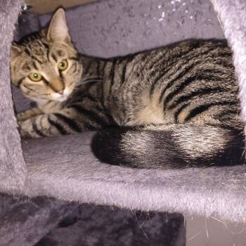 Timothy - Home to Home -  Domestic Short Hair Cat for Adoption in South Elgin, Illinois - Timothy - Home To Home | PetCurious