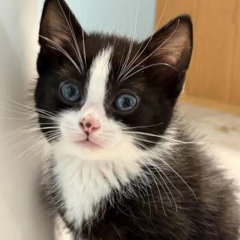 Domestic Short Hair Cats Available for Adoption in Bel Air, Maryland - Mochi | PetCurious