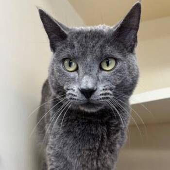 Domestic Short Hair Cats Available for Adoption - Fluffy | PetCurious