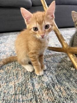 Mango -  Domestic Short Hair Cat for Adoption in Scottsdale, Arizona - Mango | PetCurious