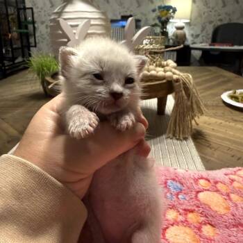 Baby Saja -  Domestic Short Hair Cat for Adoption in Duncan, Oklahoma - Baby Saja | PetCurious
