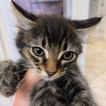 Onion -  Domestic Short Hair Cat for Adoption in Incline Village, Nevada - Onion | PetCurious