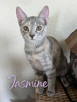 Rescue Tabby Cats for Adoption in Weatherford, Texas - Jasmine | PetCurious