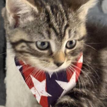 Sprite 2 -  Domestic Short Hair Cat for Adoption - Sprite 2 | PetCurious