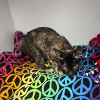 Bobbaran -  Domestic Short Hair Cat for Adoption in Duncan, Oklahoma - Bobbaran | PetCurious