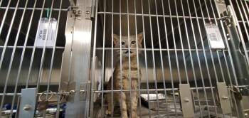 GANO -  Domestic Short Hair Cat Available for Adoption in Aurora, Illinois - GANO | PetCurious