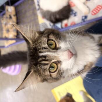 Hope -  Domestic Long Hair Cat for Adoption in Bryan, Ohio - Hope | PetCurious