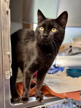 Kramer -  Domestic Short Hair Cat for Adoption in Midland, Michigan - Kramer | PetCurious