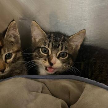 Liev -  Domestic Short Hair Cat for Adoption in Houston, Texas - Liev | PetCurious
