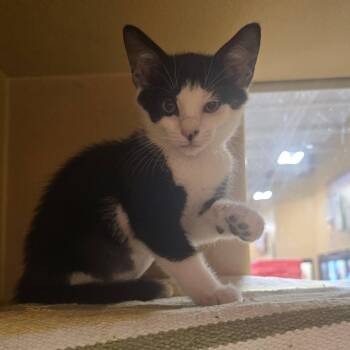 Jill -  Domestic Short Hair Cat for Adoption in Myrtle Beach, South Carolina - Jill | PetCurious