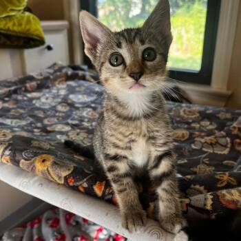 Rescue Domestic Short Hair Cats for Adoption in Warr Acres, Oklahoma - Jules | PetCurious