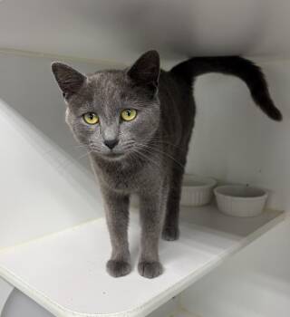 Willow -  Domestic Short Hair Cat for Adoption in Rochester, Indiana - Willow | PetCurious