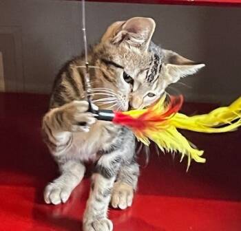 Rescue Domestic Short Hair Cats for Adoption in Magnolia, Texas - Dewdrop | PetCurious