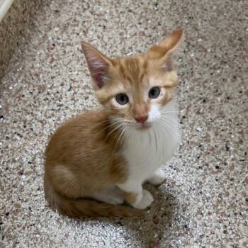 Rescue American Shorthair Cats for Adoption in Donalsonville, Georgia - Fanta | PetCurious