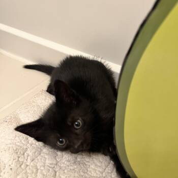 Domestic Short Hair Cats Available for Adoption in Manassas, Virginia - Soot (51504) | PetCurious