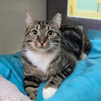 Mr Herriman -  Domestic Short Hair Cat for Adoption in Richmond, Virginia - Mr Herriman | PetCurious