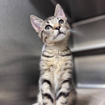 Parfait 28693 -  Domestic Short Hair Cat for Adoption in Middleburg, Florida - Parfait 28693 | PetCurious