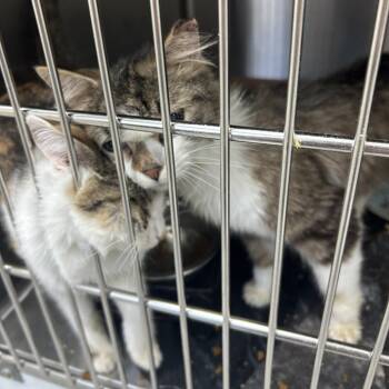 Domestic Short Hair Cats Available for Adoption - Squirrel | PetCurious