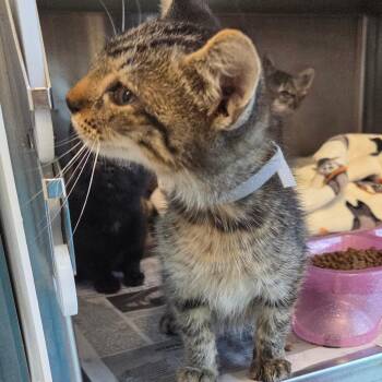 Luxord -  Domestic Short Hair Cat for Adoption in Chattanooga, Tennessee - Luxord | PetCurious