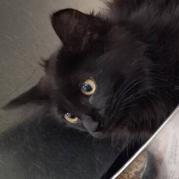 Hope -  Domestic Short Hair Cat for Adoption in Auburn, Alabama - Hope | PetCurious
