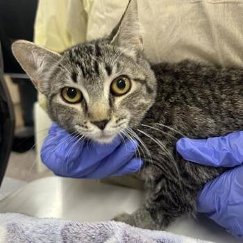 Thora -  Domestic Short Hair Cat for Adoption in Salt Lake City, Utah - Thora | PetCurious